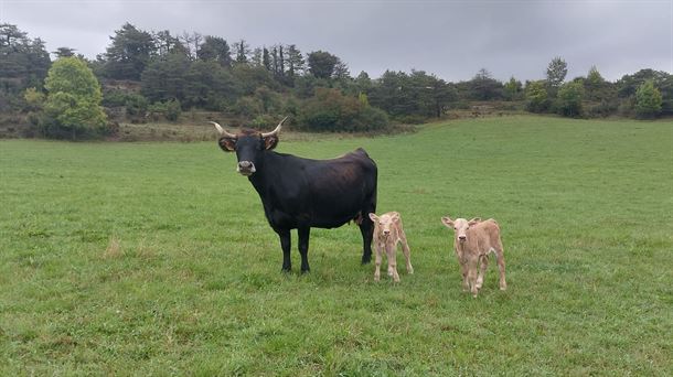 Vaca terreña con sus crías en la Sierra de Gibijo