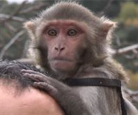 Sherry, la macaca que participa en la secuela de la película Gladiator de Ridley Scott