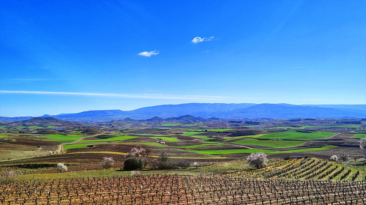 Viñedos en Labastida (Álava). Foto: Marivi González de Audicana