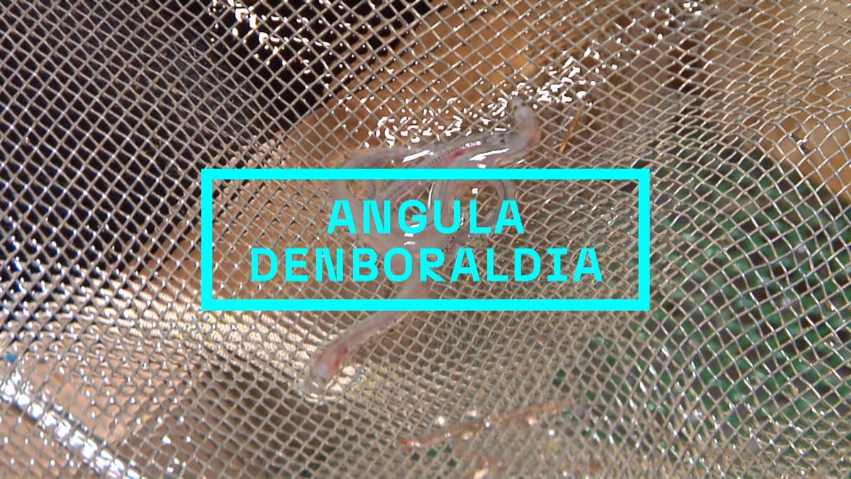 Angulak. EITB Mediaren bideo batetik ateratako irudia.