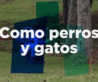 'Como perros y gatos' este lunes en ''La Otra Cara''