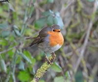 ¿Cómo podemos ayudar a las aves en invierno?