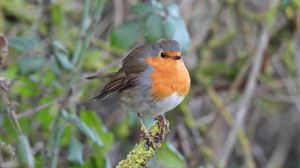 ¿Cómo podemos ayudar a las aves en invierno?