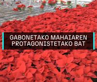 Pazko lorea uztailean landatzen dute, eta abenduan prest dago gabonetan gure etxea apaintzeko