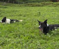 Conocemos a Miss y a Sandy, campeonas de varios concursos de perros pastores