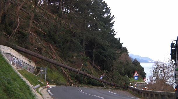 Los árboles caídos. Imagen obtenida de un vídeo de EITB Media.