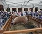 Ambiente inmejorable en la feria donostiarra de Santo Tomás