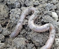 La lombriz y otras maravillas indispensables de la naturaleza. Nicomedes Méndez, el verdugo de Barcelona