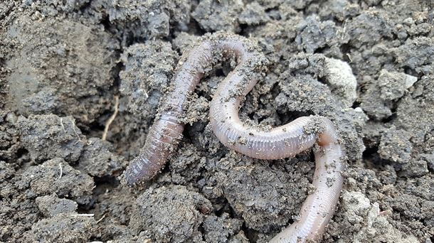 La lombriz y otras maravillas indispensables de la naturaleza. Nicomedes Méndez, el verdugo de Barcelona