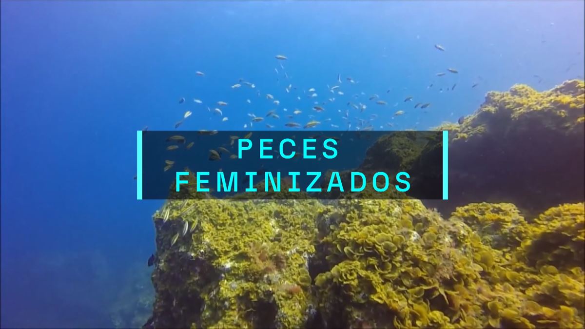 Peces feminizados. Imagen obtenida de un vídeo de EITB Media.