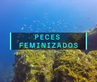 Aumenta el número de ''peces feminizados'' en las rías y estuarios vascos