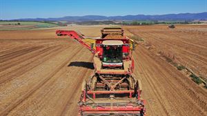 Preocupación entre los agricultores de patata de siembra de Lautada porque un 20% sigue sin recolectar 