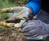 El murciélago hembra procedente de Alemania que migra hasta tierras alavesas para reproducirse