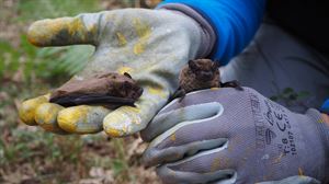 El murciélago hembra procedente de Alemania que migra hasta tierras alavesas para reproducirse