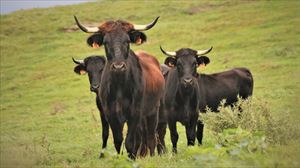 Debako Saka ganadutegiak abelburu guztiak hil behar izan ditu, tuberkulosi agerraldi baten ondorioz