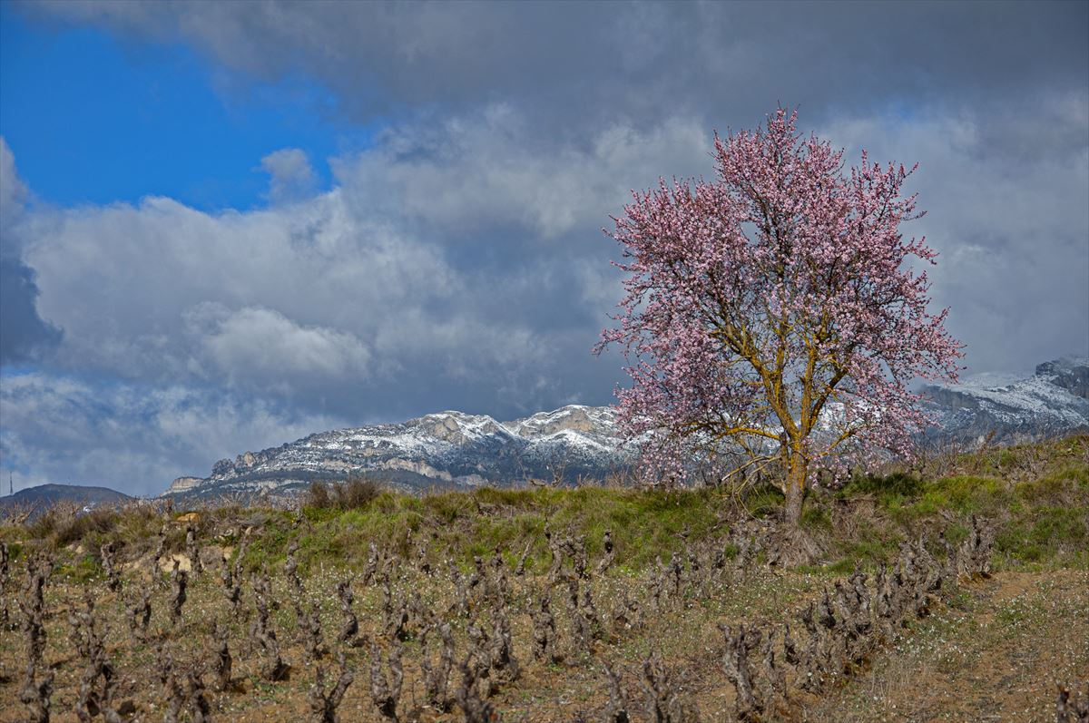 Negua eta udaberria, Eltziegon. Argazkia: Koldo Palacios Ruiz de Bergara.