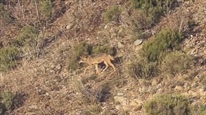 EHNE: Otsoa Nafarroatik gero eta gertuago dago