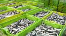 Descargan 100 toneladas de anchoa en el puerto de Getaria en el segundo día de costera