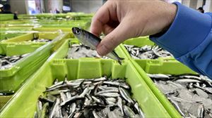 Espainiako Gobernuak akordioa itxi du Kantauriko inguraketa-ontziekin bokarta arrantzatzeko