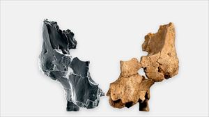 Descubiertos en Atapuerca huesos faciales de una especie humana nueva, el Homo affinis erectus