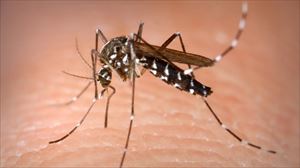 Mosquito tigre.