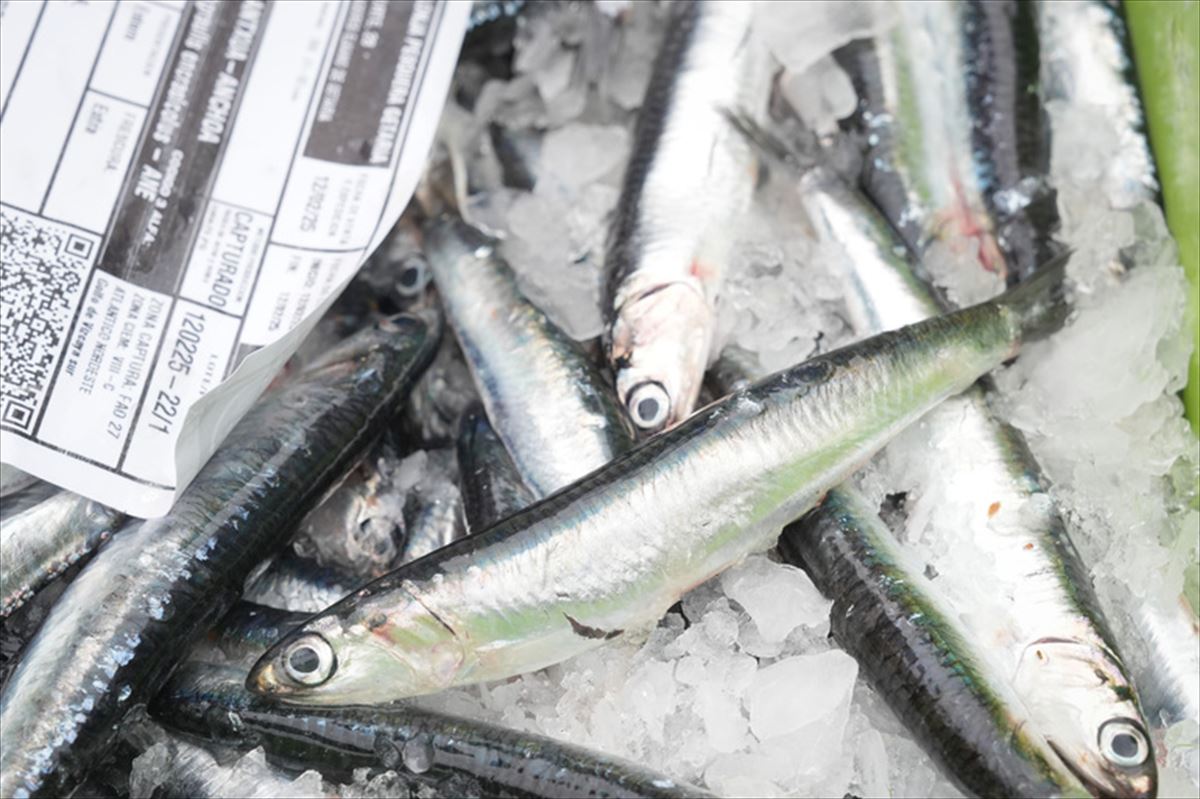 Parte de la anchoa descargada hoy en Getaria. 