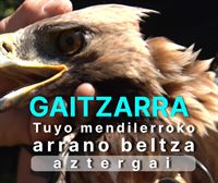 Babestutako espeziea izan arren, eolikoen mehatxupean bizi da arrano beltza