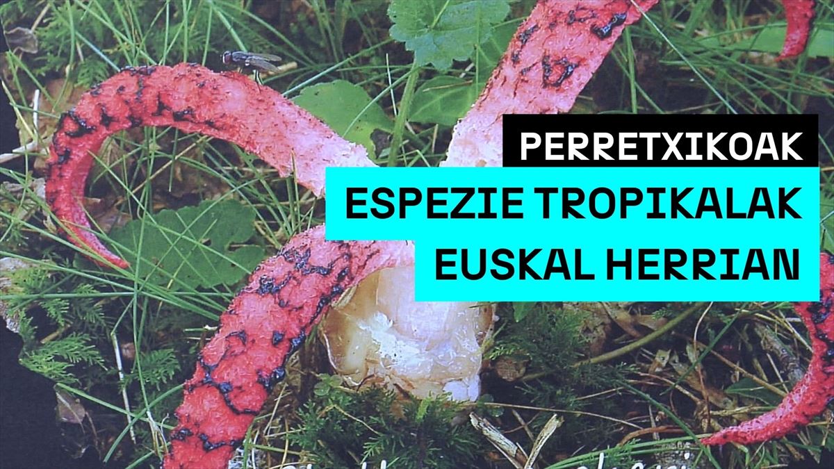 Perretxiko tropikalak Euskal Herrian. Irudia: EITB.