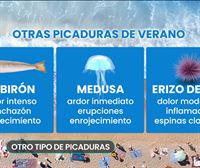 Carabelas, medusas, sabirones y erizos de mar. ¿Cómo hacer frente a su picadura?