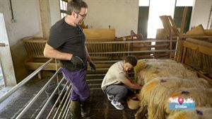 Ardiak jezten ikasi du Armintz Gorrotxategik Erratzun